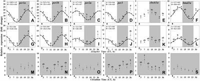 Nuclear Receptors (PPARs, REV-ERBs, RORs) and Clock Gene Rhythms in Goldfish (Carassius auratus) Are Differently Regulated in Hypothalamus and Liver